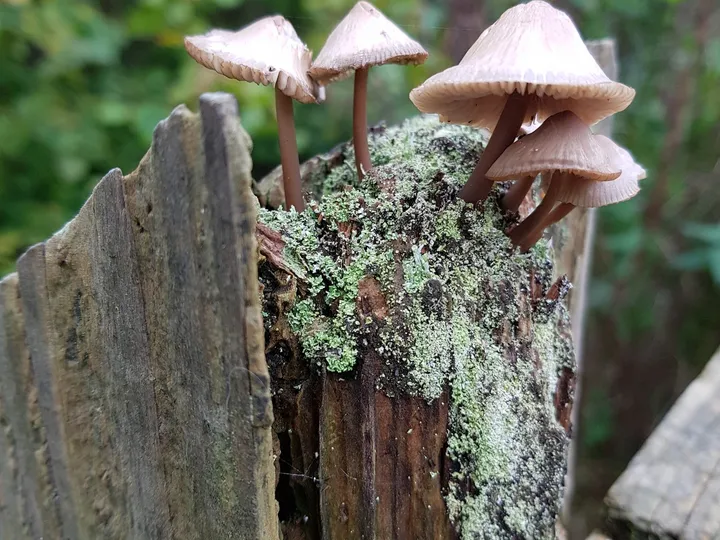 Inspection d’une charpente en bois
