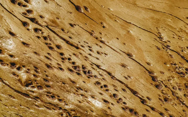 Bois de charpente attaqué par des insectes xylophages