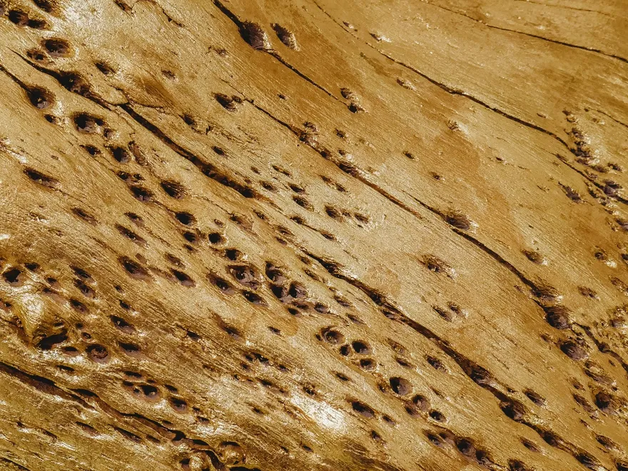 Bois de charpente attaqué par des insectes xylophages